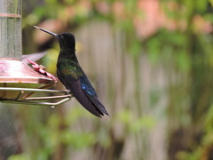 Coeligena helianthea