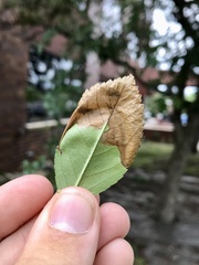 Profenusa canadensis