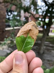 Profenusa canadensis