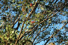 Eucalyptus vesiculosa