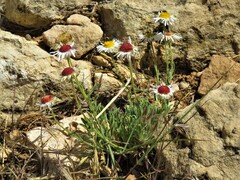 Erigeron concinnus