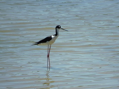 Himantopus mexicanus