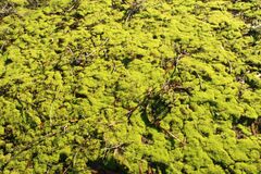 Triquetrella papillata