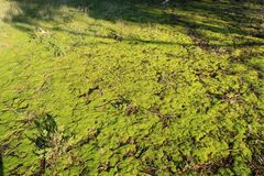 Triquetrella papillata