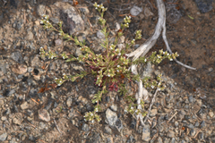Rose root (Chamaerhodos erecta)