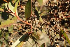 Eucalyptus uncinata uncinata