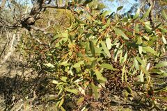 Eucalyptus uncinata uncinata