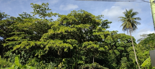 Terminalia carolinensis observed 2022-06-15