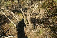 Eucalyptus uncinata uncinata