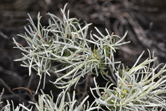 Gnorimoschema octomaculella