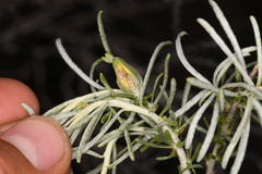 Gnorimoschema octomaculella