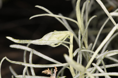 Gnorimoschema octomaculella