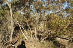 Eucalyptus uncinata uncinata