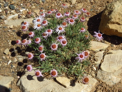 Erigeron concinnus