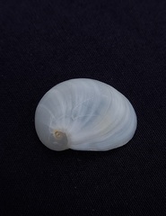 Sinum zonale