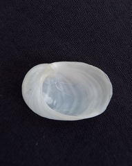 Sinum zonale