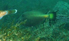 Meuschenia flavolineata