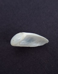 Sinum zonale