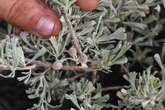 Rhopalomyia hirtipomum