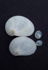 Sinum zonale