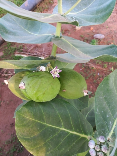 giant milkweed