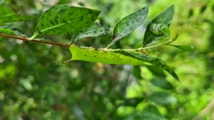 Cephonodes hylas