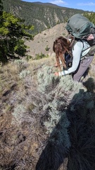 Gnorimoschema octomaculella