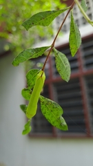 Cephonodes hylas