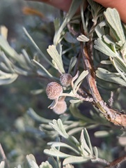 Rhopalomyia hirtipomum