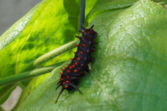 Battus philenor hirsuta