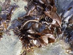 Mazzaella laminarioides