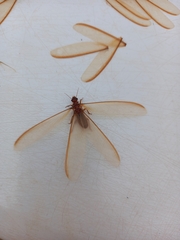 Coptotermes formosanus