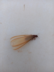 Coptotermes formosanus