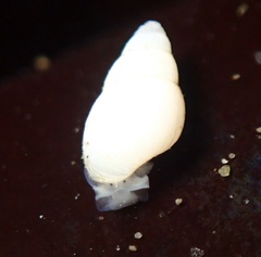 Odostomia