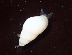 Odostomia