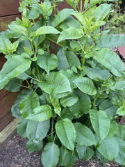 Angiospermae