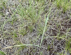 Calochortus nuttallii