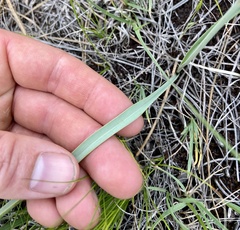 Calochortus nuttallii