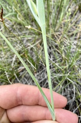Calochortus nuttallii