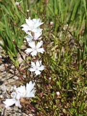 Heliosperma alpestre