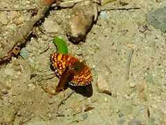 Phyciodes mylitta