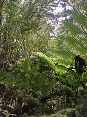Alsophila spinulosa