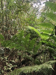 Alsophila spinulosa