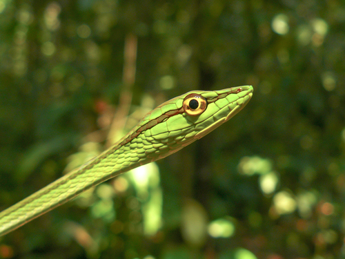 Xenoxybelis boulengeri