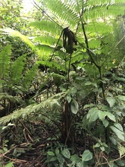 Alsophila spinulosa