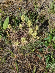 Castilleja thompsonii