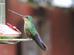 Coeligena helianthea