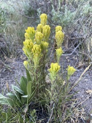 Castilleja praeterita