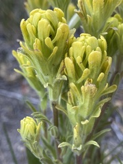 Castilleja praeterita
