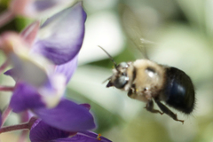 Xylocopa tabaniformis orpifex